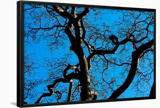 Tree Branches in Costa Rica Photo Poster Print-null-Framed Poster