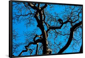 Tree Branches in Costa Rica Photo Poster Print-null-Framed Poster