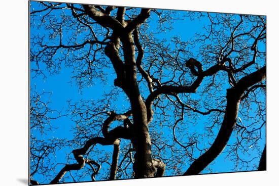 Tree Branches in Costa Rica Photo Poster Print-null-Mounted Poster