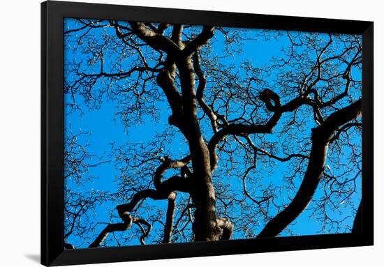 Tree Branches in Costa Rica Photo Poster Print-null-Framed Poster