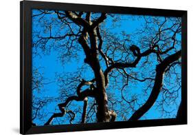 Tree Branches in Costa Rica Photo Poster Print-null-Framed Poster