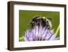 Tree bumblebee (Bombus hypnorum) feeding from Chive, Monmouthshire, Wales, UK-Phil Savoie-Framed Photographic Print