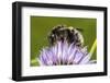 Tree bumblebee (Bombus hypnorum) feeding from Chive, Monmouthshire, Wales, UK-Phil Savoie-Framed Photographic Print