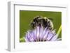 Tree bumblebee (Bombus hypnorum) feeding from Chive, Monmouthshire, Wales, UK-Phil Savoie-Framed Photographic Print