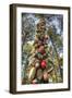 Tree Buoys-Robert Goldwitz-Framed Photographic Print