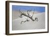 Tree Buried in the Sand, Death Valley, CA-George Oze-Framed Photographic Print