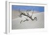 Tree Buried in the Sand, Death Valley, CA-George Oze-Framed Photographic Print