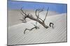 Tree Buried in the Sand, Death Valley, CA-George Oze-Mounted Photographic Print