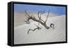 Tree Buried in the Sand, Death Valley, CA-George Oze-Framed Stretched Canvas