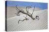 Tree Buried in the Sand, Death Valley, CA-George Oze-Stretched Canvas