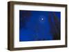 Tree by moonlight-Charles Bowman-Framed Photographic Print