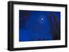 Tree by moonlight-Charles Bowman-Framed Photographic Print