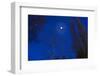 Tree by moonlight-Charles Bowman-Framed Photographic Print