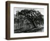 Tree, c.1985-Brett Weston-Framed Photographic Print