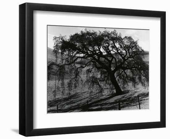 Tree, c.1985-Brett Weston-Framed Photographic Print