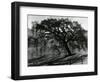 Tree, c.1985-Brett Weston-Framed Photographic Print