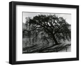 Tree, c.1985-Brett Weston-Framed Photographic Print