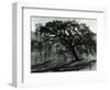 Tree, c.1985-Brett Weston-Framed Photographic Print