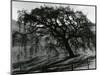 Tree, c.1985-Brett Weston-Mounted Photographic Print