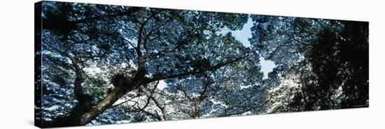 Tree, Canopy Tree, Lava Tree State Monument, Big Island, Hawaii, USA-null-Stretched Canvas