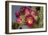 Tree cholla in bloom, high desert of Edgewood, New Mexico-Maresa Pryor-Framed Photographic Print