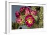Tree cholla in bloom, high desert of Edgewood, New Mexico-Maresa Pryor-Framed Photographic Print