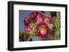 Tree cholla in bloom, high desert of Edgewood, New Mexico-Maresa Pryor-Framed Photographic Print