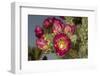 Tree cholla in bloom, high desert of Edgewood, New Mexico-Maresa Pryor-Framed Photographic Print