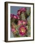 Tree cholla in bloom, high desert of Edgewood, New Mexico-Maresa Pryor-Framed Photographic Print