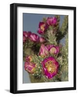 Tree cholla in bloom, high desert of Edgewood, New Mexico-Maresa Pryor-Framed Photographic Print