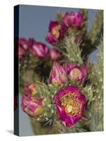 Tree cholla in bloom, high desert of Edgewood, New Mexico-Maresa Pryor-Stretched Canvas