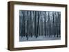 Tree Comb-Cipane-Framed Photographic Print