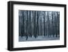 Tree Comb-Cipane-Framed Photographic Print