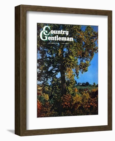 "Tree," Country Gentleman Cover, October 1, 1941-null-Framed Giclee Print