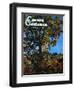 "Tree," Country Gentleman Cover, October 1, 1941-null-Framed Giclee Print