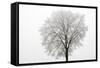 Tree Covered in Frost-null-Framed Stretched Canvas