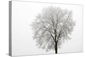 Tree Covered in Frost-null-Stretched Canvas