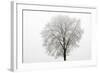 Tree Covered in Frost-null-Framed Photographic Print