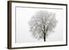 Tree Covered in Frost-null-Framed Photographic Print