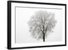 Tree Covered in Frost-null-Framed Photographic Print