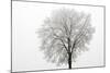 Tree Covered in Frost-null-Mounted Photographic Print