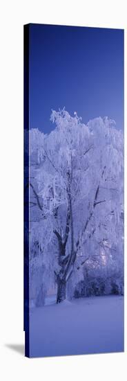 Tree Covered with Snow, Imatra, South Karelia, Finland-null-Stretched Canvas