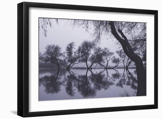 Tree Dance - Reflections at Marin County Pond California-Vincent James-Framed Photographic Print