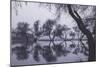 Tree Dance - Reflections at Marin County Pond California-Vincent James-Mounted Photographic Print