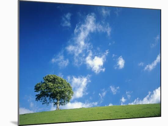 Tree, Devon, England-Peter Adams-Mounted Photographic Print