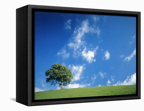 Tree, Devon, England-Peter Adams-Framed Stretched Canvas