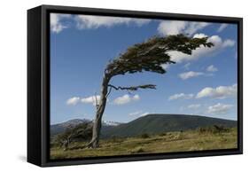 Tree Distorted by Winds of the Roaring Forties-Tony-Framed Stretched Canvas