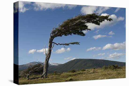 Tree Distorted by Winds of the Roaring Forties-Tony-Stretched Canvas