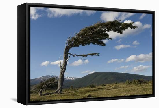 Tree Distorted by Winds of the Roaring Forties-Tony-Framed Stretched Canvas