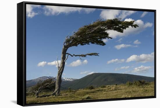 Tree Distorted by Winds of the Roaring Forties-Tony-Framed Stretched Canvas